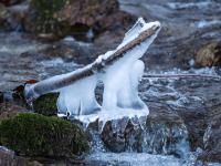 Herabhängende Eisgebilde an Ast im Zellgrabenbach in Aschau